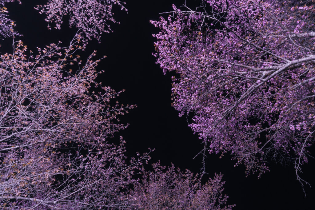 北見金刀比羅山の夜桜