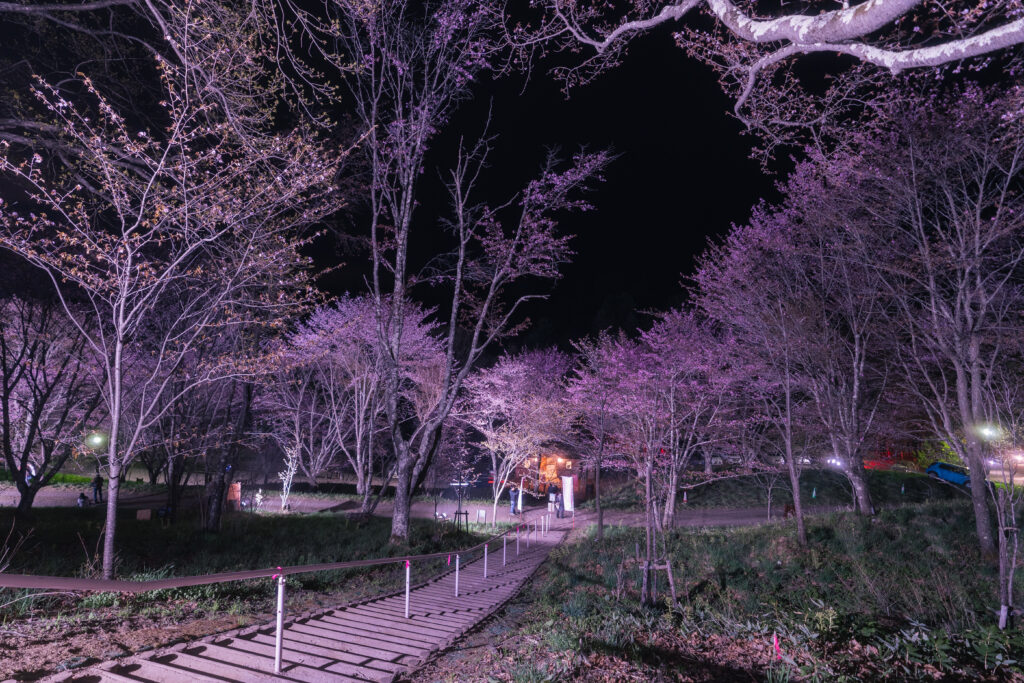 北見金刀比羅山の夜桜
