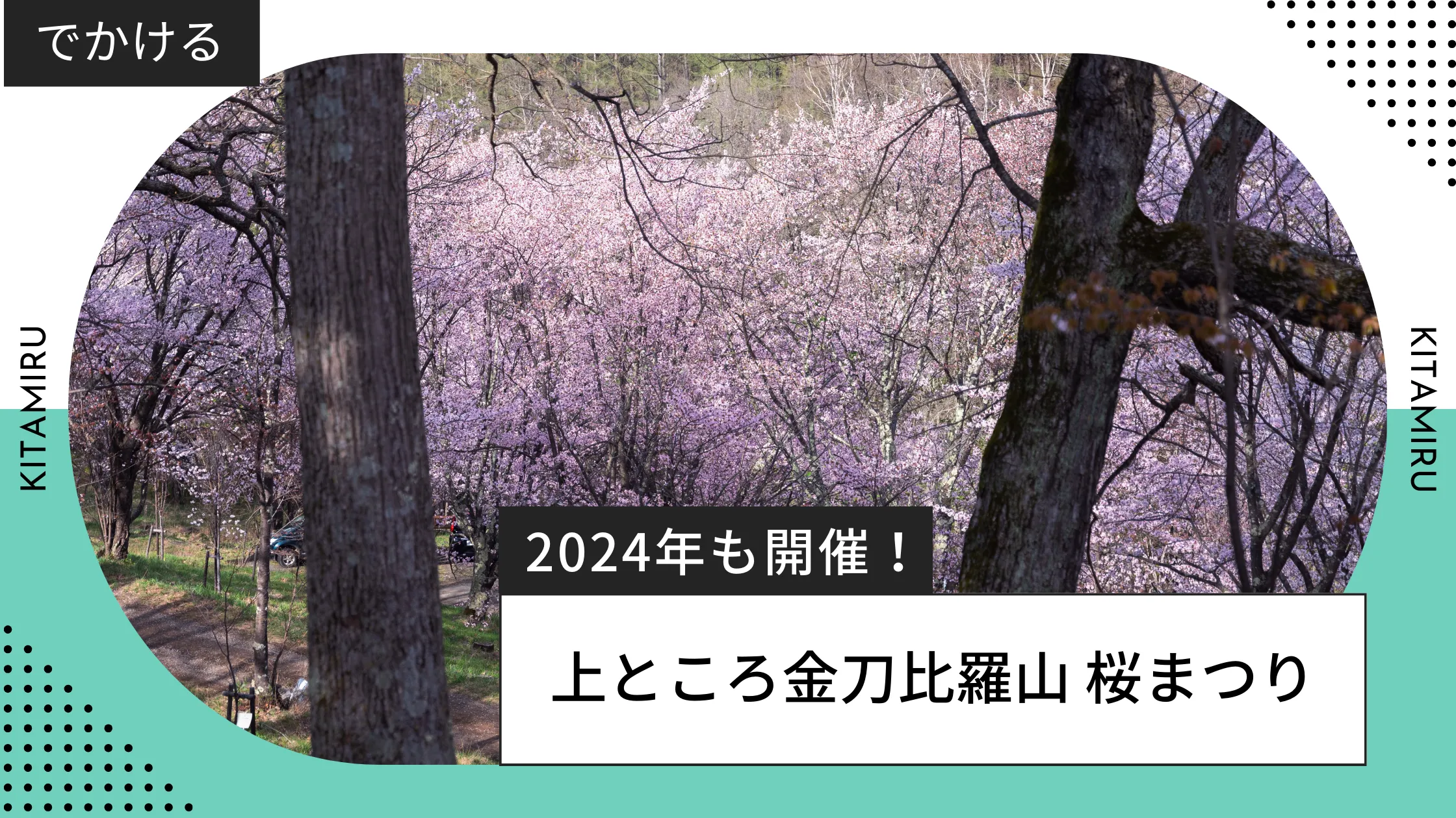 2024年 上ところ金刀比羅山 桜まつり
