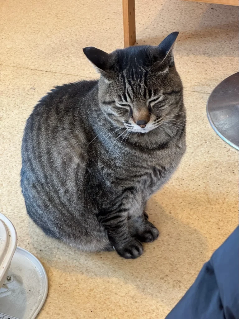 ぶどうの木の愛猫